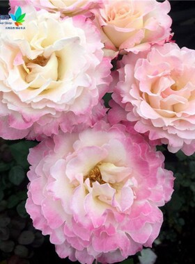 玫瑰花苗新品日月炽天使六翼天使月季苗灌木庭院大花W浓香四季开