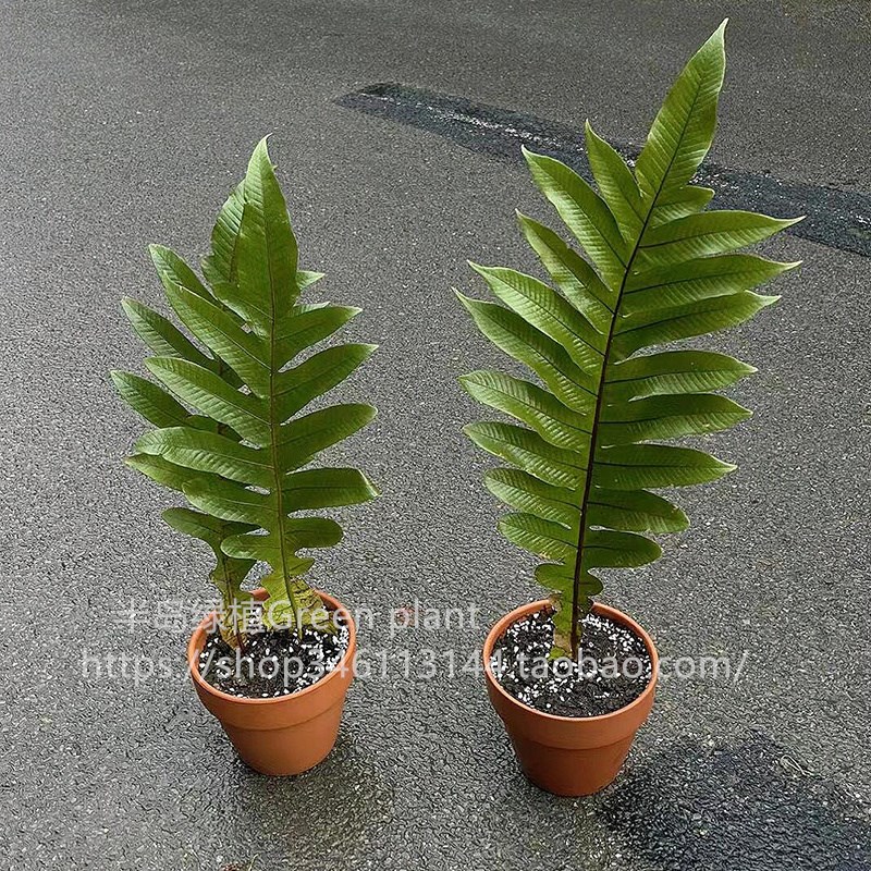 王冠蕨盆栽崖姜蕨巨叶观叶绿植室内客G厅装饰雨林大型蕨类植物耐