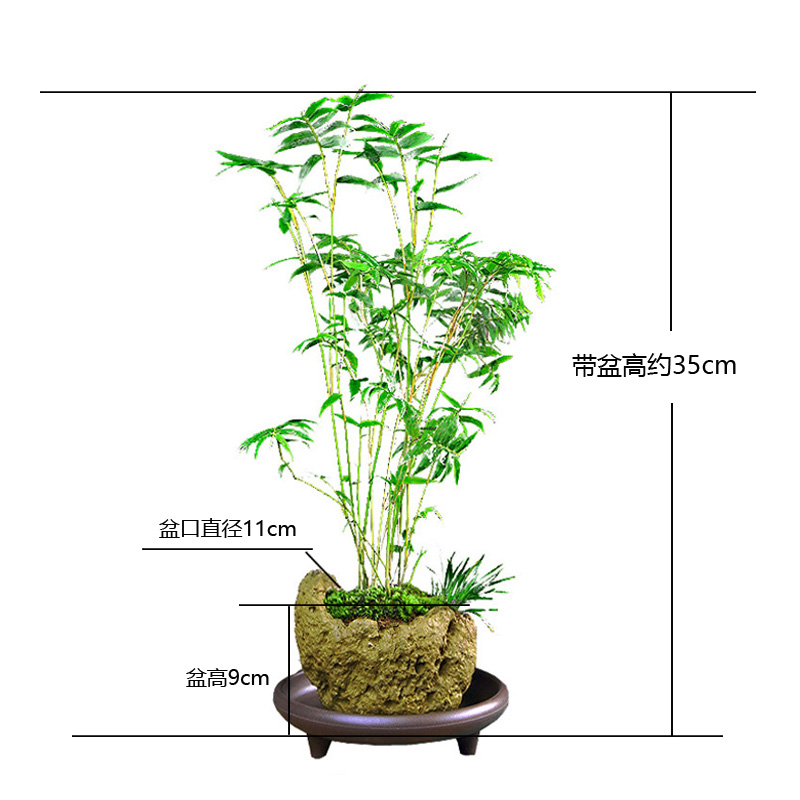 吸水石绿植小叶米竹盆景竹子植物桌面办公M室茶室假山造景造型摆