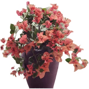 复古色y三角梅 佩德罗三角梅 中苗 整高40 扦插 糖贝园艺