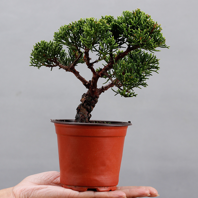 济州真柏微型小品盆景盆栽松v柏盆景 基地出品盆栽绿植 一物一拍