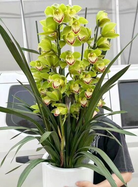兰花大花蕙兰带花苞原盆大苗办公C室内绿植庭院室内室外虎头兰惠