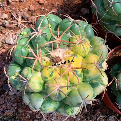 超大【巨象】仙人球办公室内x阳台防辐射美观多肉植物绿植花卉盆