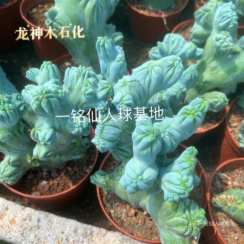 龙神木石化缀化稀有品种仙人柱仙人掌科多肉奇V趣阳台绿植盆栽