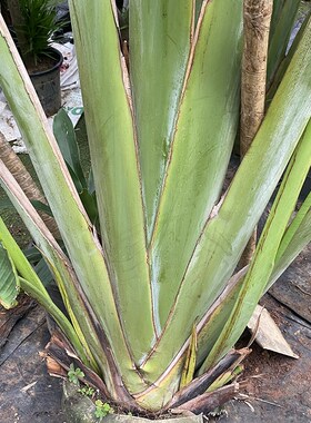 旅人蕉地栽盆栽美人蕉室内室外大型观L赏真绿植老桩芭蕉科庭院