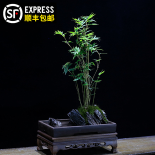米竹盆栽室内客厅办公室桌面懒人自C动吸水植物微景观水培绿植好