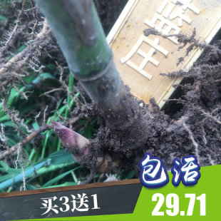 雷竹苗种植楠竹早竹早园竹水竹花竹D石竹红竹毛竹食用笋竹子雷笋