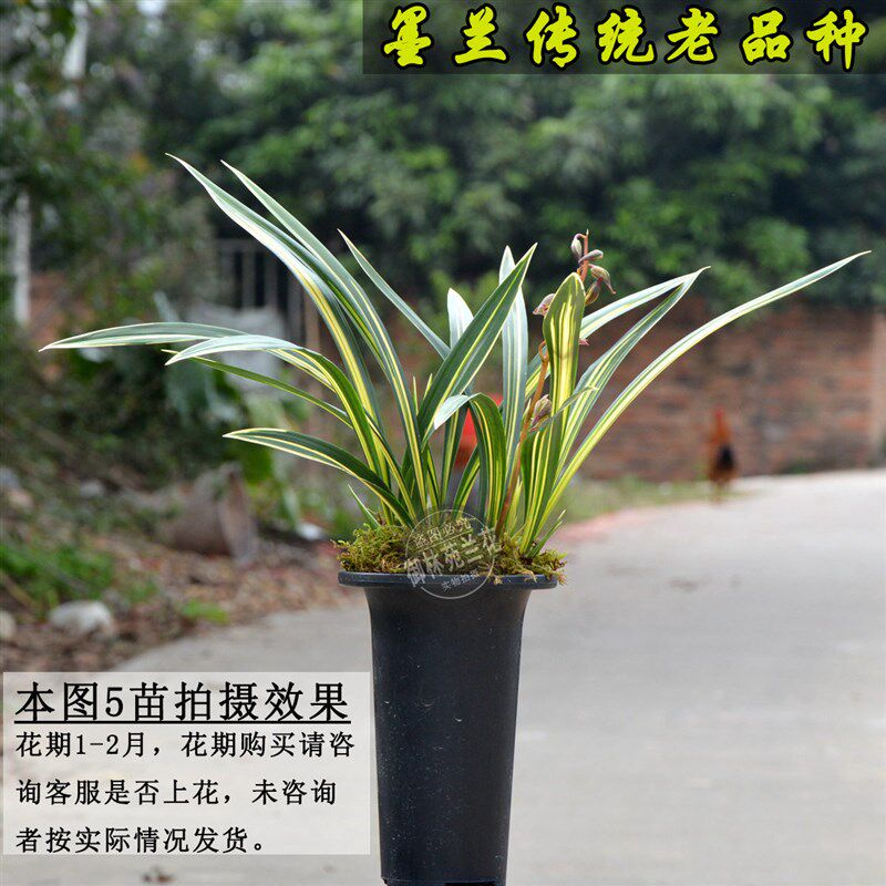 墨兰传统老品g种黄金瑞晃线艺兰花苗花期带花苞包邮浓香四季盆栽