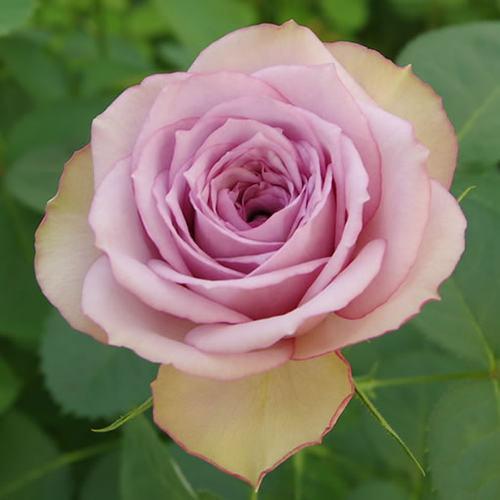 紫色调阳台丰花月季苗紫丁香庭院露台观花绿植盆栽多季常开花植物