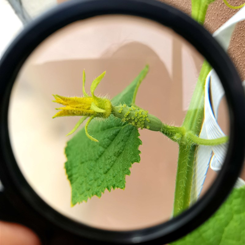 点火专用放大镜老人读书钥匙扣阅读高清儿童便携式手机玩具发20倍