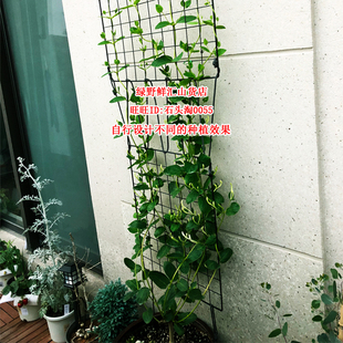 冬天不怕冻的花绿化金银花树苗盆栽爬藤植物庭院生长快四季花卉