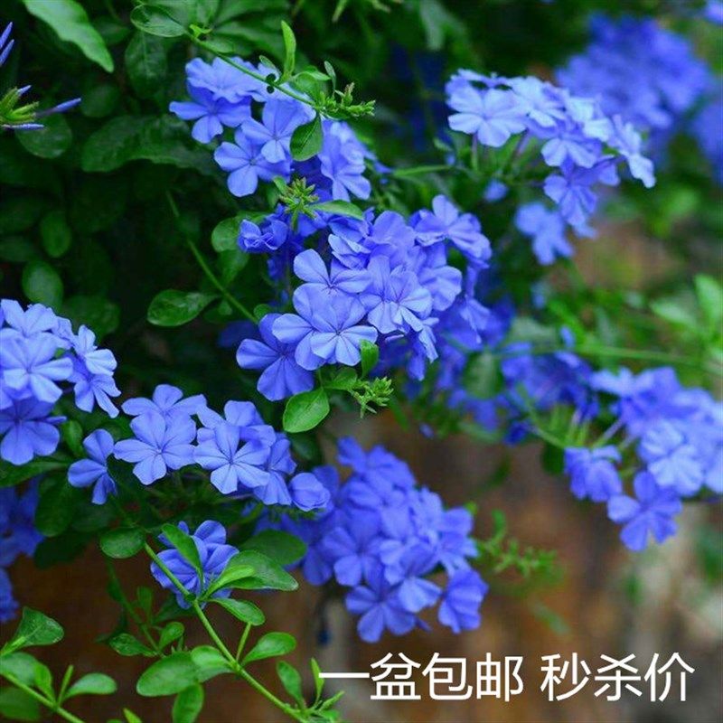 蓝雪花盆栽带花苞红雪花大苗花卉蓝茉莉花爬藤植物阳台白雪花包邮,鲜花速递/花卉仿真/绿植园艺,时令草本花卉,淘宝优惠券,粉丝福利购,淘宝优惠卷