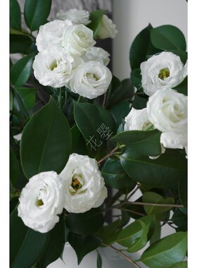 花曌 一款属于初夏的白t与绿 家居餐桌书桌面瓶插花鲜花水养真花