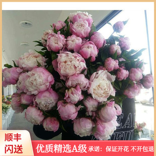 新鲜推荐 c应季芍药鲜花 重瓣大朵落日珊瑚牡丹花香味宜人鲜花速