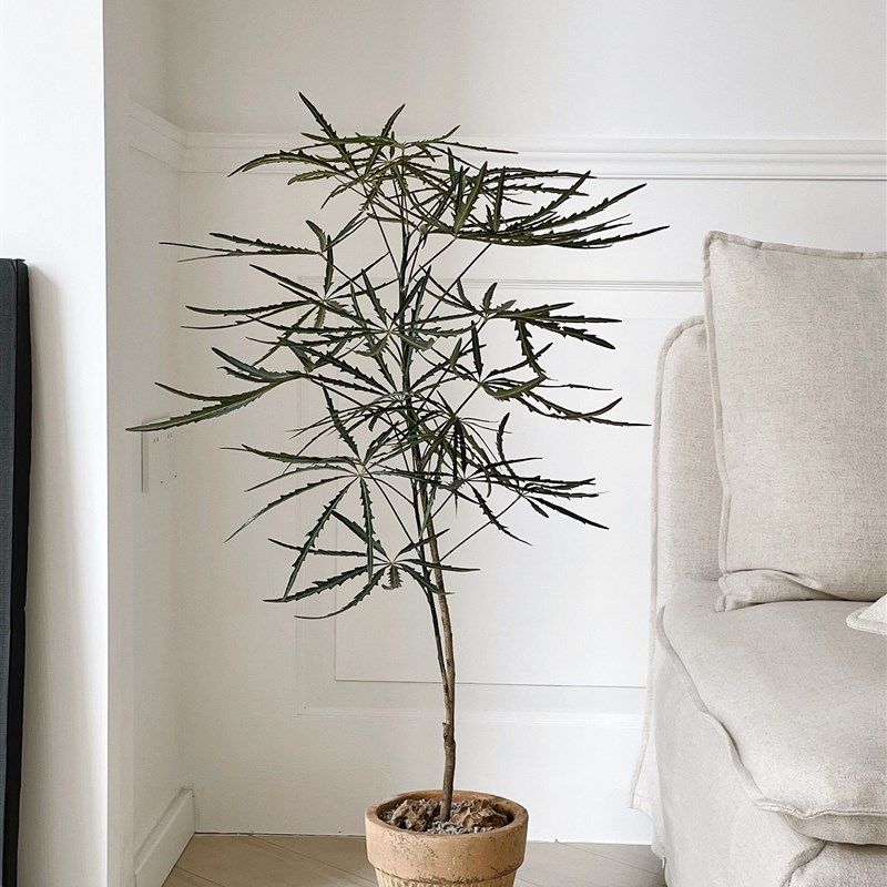 植物私生活 孔雀木齿锯叶s 韩国风ins客厅阳台落地观叶植物盆栽,鲜花速递/花卉仿真/绿植园艺,大型绿植/成品组合盆栽,淘宝优惠券,粉丝福利购,淘宝优惠卷