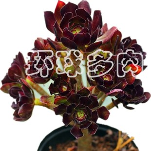 景观植物超大黑法师老桩多肉带盆栽好室内阳台花卉U精品防辐射绿