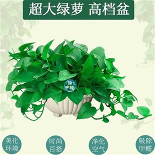 垂下来的绿植掉兰盆栽垂吊四季长滕绿萝室内N垂挂植物禄萝绿罗大