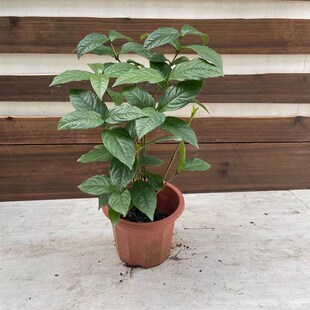 白珠兰花 四季h开花金粟兰阳台室内盆栽珠兰花 白珠兰 鱼子兰花苗