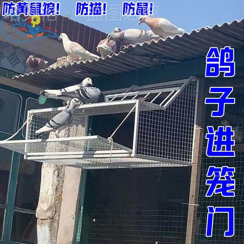 鸽子鼠信鸽收出门不锈钢口进笼放飞防猫可折叠活络鸽笼舍进赛鸽草