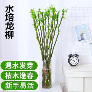 速发水培植物龙柳鲜枝切花植养绿水雪钟干支室内吊柳泡水长根装饰
