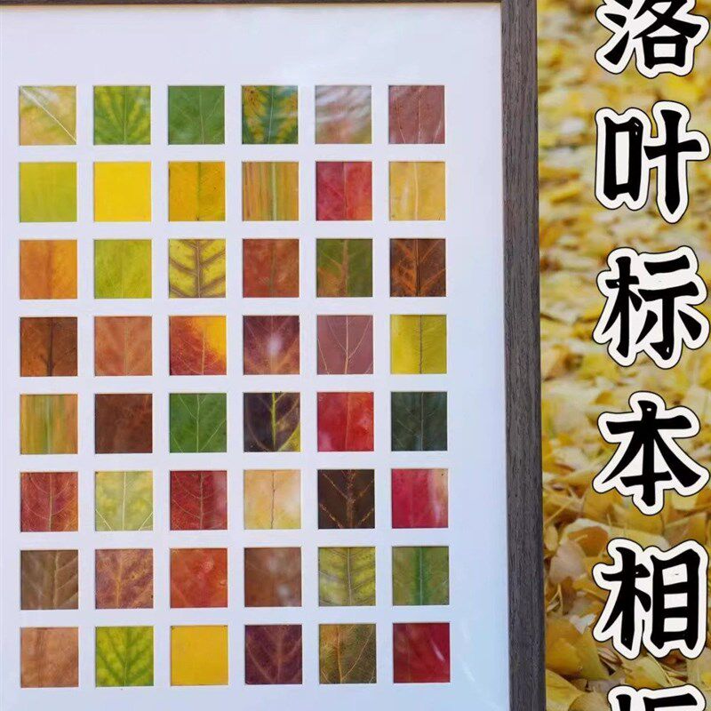 速发落叶树叶标本相框手工秋天叶子收集24宫格画框装饰画桌面摆件