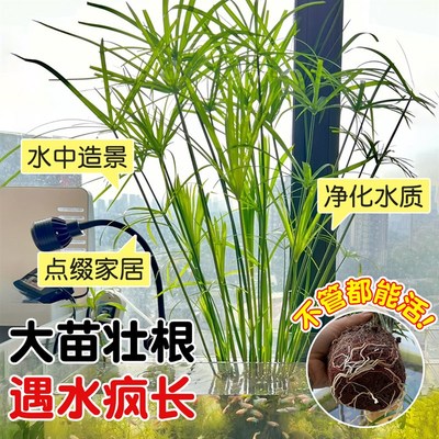 水培植物水竹风车草旱伞草鱼池塘造景净化水质小盆栽鱼缸龟缸绿植