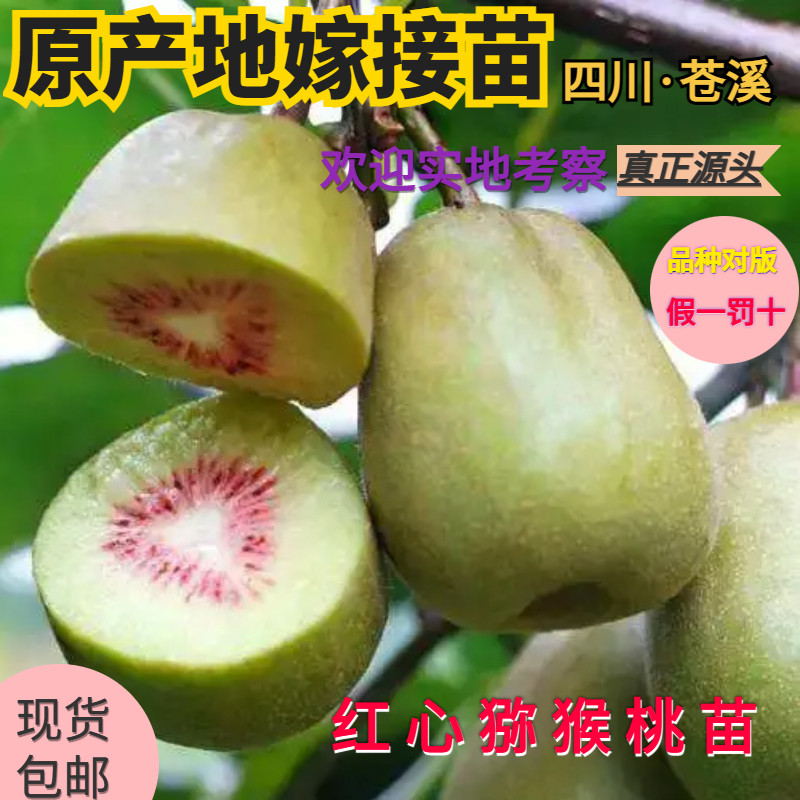 正宗原产地现挖现发猕猴桃嫁接苗