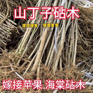 山丁子树苗八棱海棠树苗山荆子苗海棠山丁子砧木苗嫁接苹果专用苗