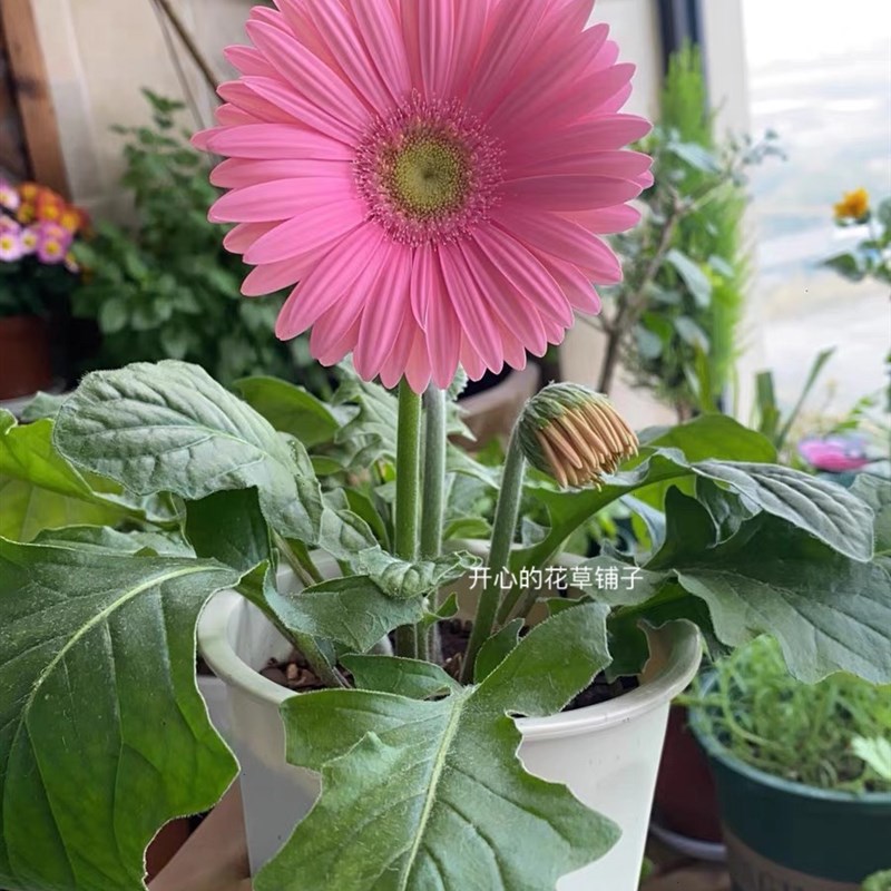 带花发货 3加仑大盆非洲菊 多年生可切花 花O园阳台庭院植物花期