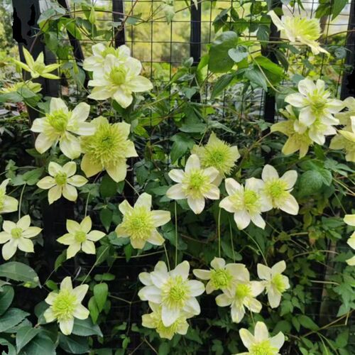 【小绿】1.5加仑铁线莲阳台庭B院地载盆栽爬藤花卉植物四季开花
