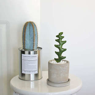 奇趣植物办公室桌面绿植 鱼骨令箭金青阁 仙人掌小盆栽 创意礼物