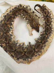 中药材正品蕲蛇五步蛇干五步蛇蕲蛇干眼镜蛇500克