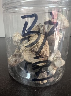 驴宝 中药材原材料 新货10克包邮 天然驴粪蛋石 正品驴结石