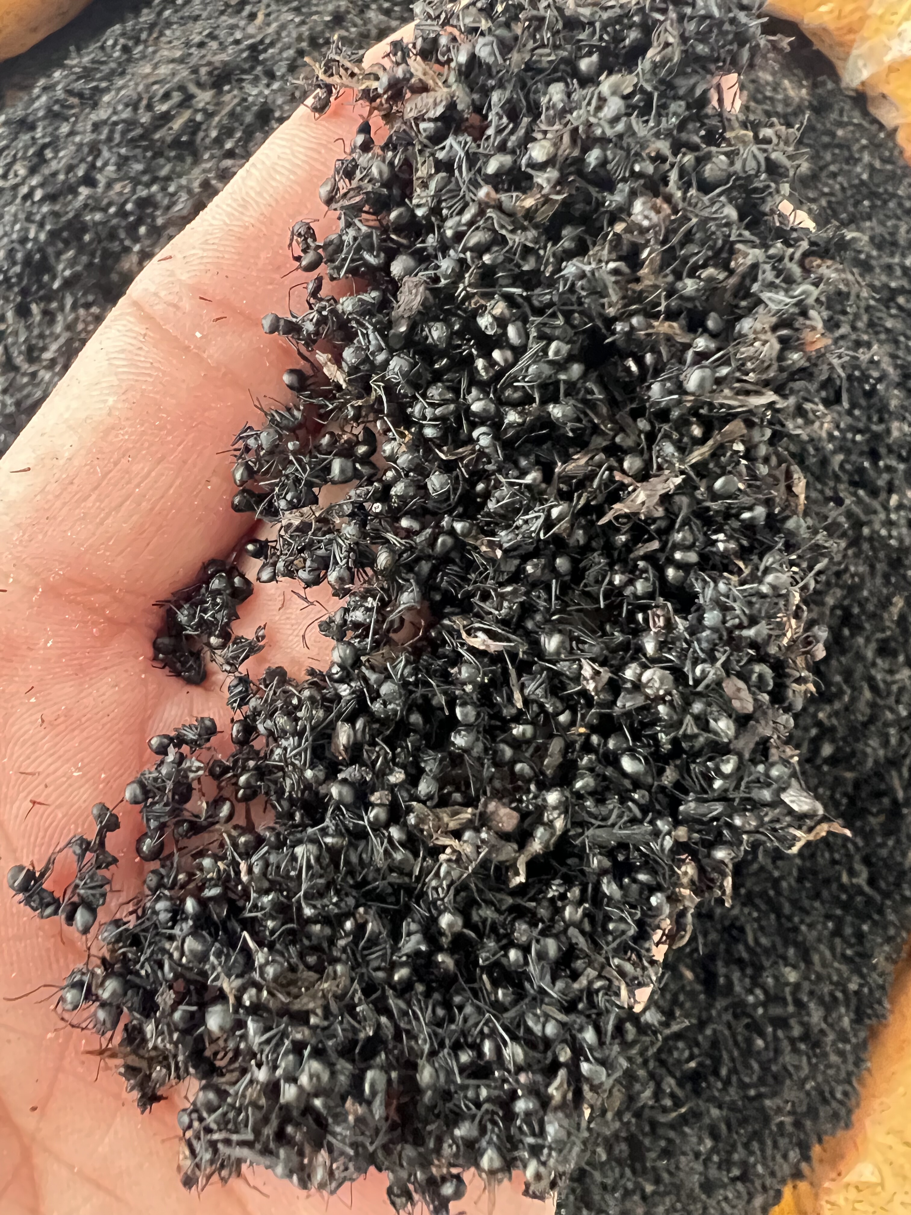 [正品] 黑蚂蚁 长白山黑蚂蚁 野生大蚂蚁干  泡酒料 黑蚂蚁粉