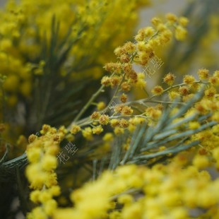 花曌 金合欢银合欢圣p诞花柠檬黄鲜花水养真花家居瓶插花可做干花
