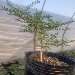 象足漆树 籽播实生园艺小苗 块根C植物 多肉绿植 庭院盆景花卉包