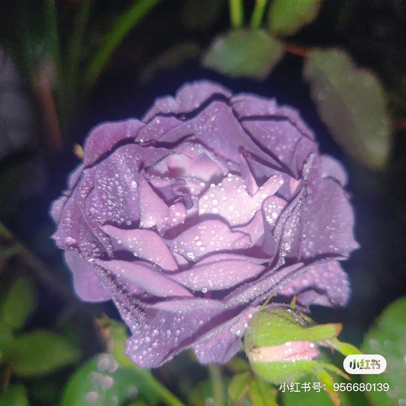 圣十字军一加仑盆带T盆发货包邮