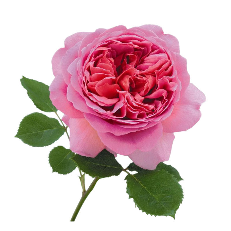 海蒂的花园肯特公主欧月灌木月季B强香耐热四季开花包子花型盆栽