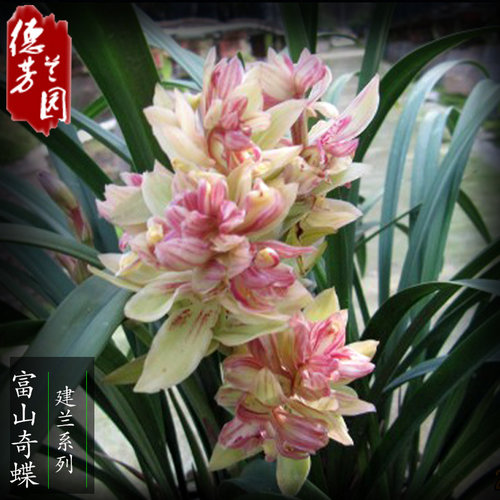 兰花苗建兰c四季兰富山奇蝶浓香带花苞室内阳台绿植物花卉盆栽客