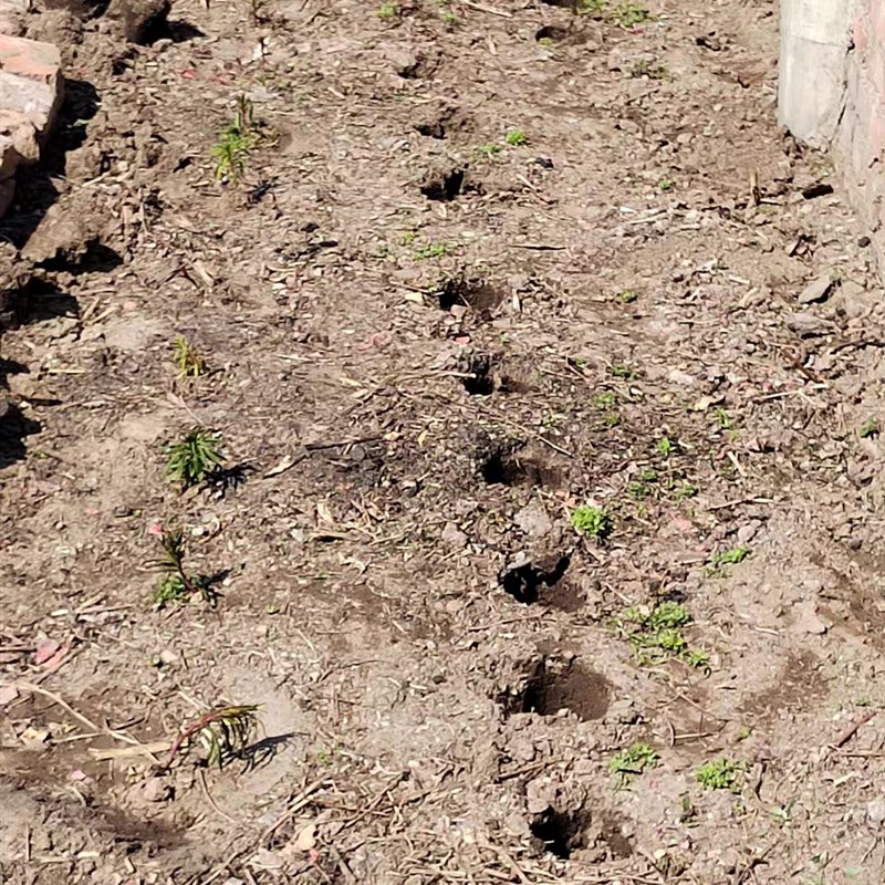 不锈钢打孔器种菜穴盘s育苗杯打洞取土破地膜脚蹬耕种加厚机械