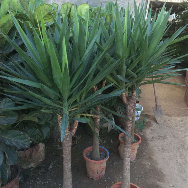 荷兰铁大型绿植多头龙血树龙铁树发财树室内客厅盆栽花Z卉植物阳
