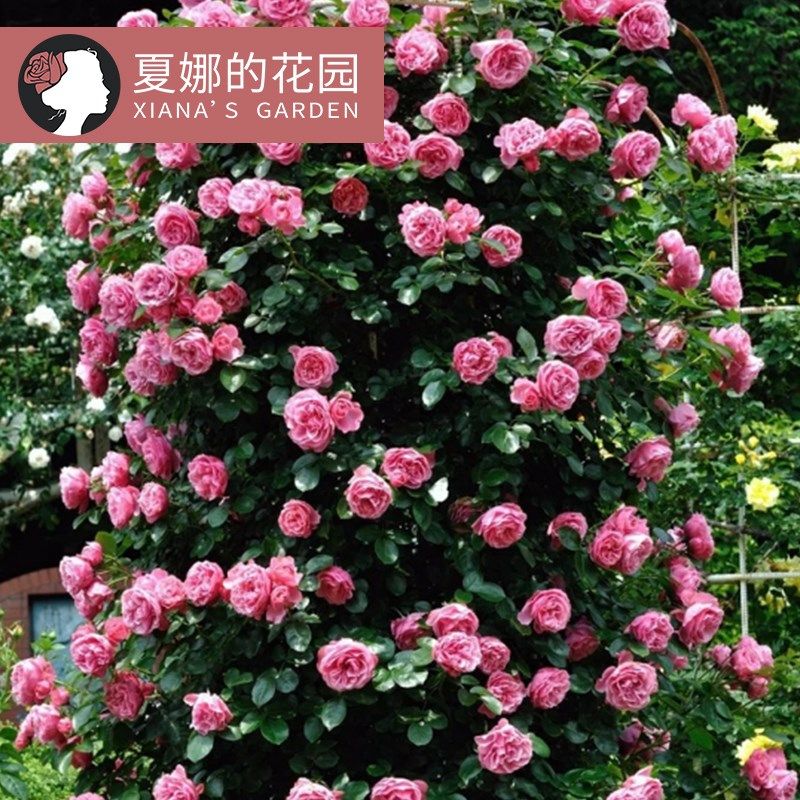 粉色达芬奇月h季花苗小型爬藤多季开花阳台庭院盆栽藤本观花植物,鲜花速递/花卉仿真/绿植园艺,月季/蔷薇/玫瑰,淘宝优惠券,粉丝福利购,淘宝优惠卷