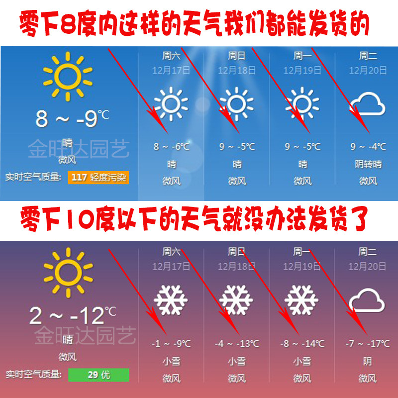 名贵黑骨茶e黑檀木盆景树桩植物盆栽室内外桌面绿植小叶檀香紫檀
