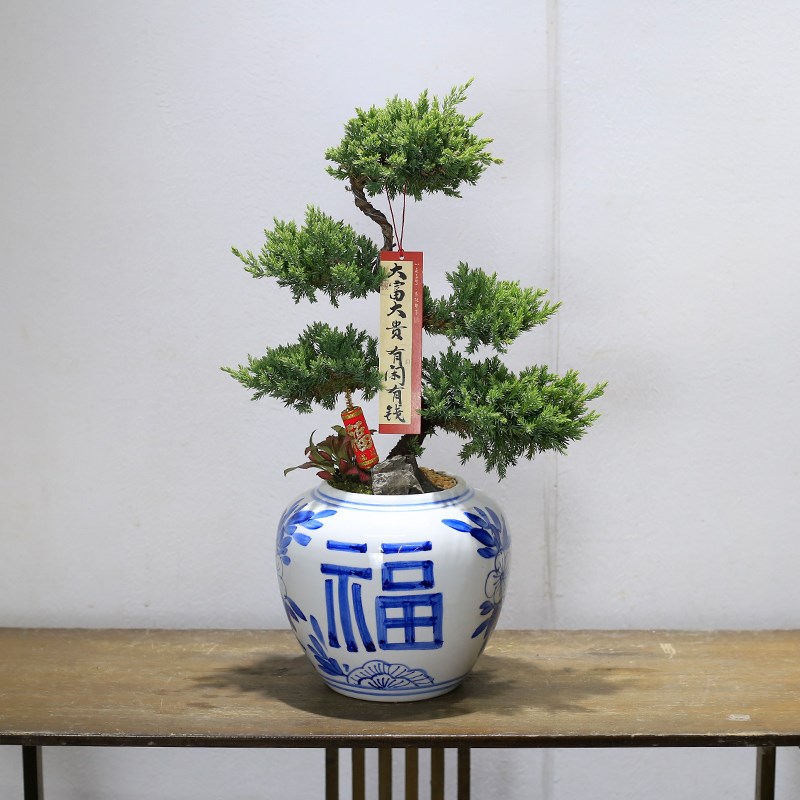 五层塔松盆栽造型地柏盆景植物室内书房I茶室办公室桌面绿植送礼