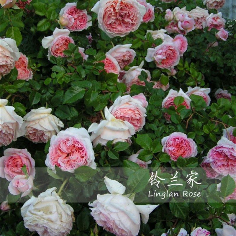 铃兰家   亚伯拉罕 月季浓香灌木爬藤N两用扦插大苗四季开花,鲜花速递/花卉仿真/绿植园艺,月季/蔷薇/玫瑰,淘宝优惠券,粉丝福利购,淘宝优惠卷