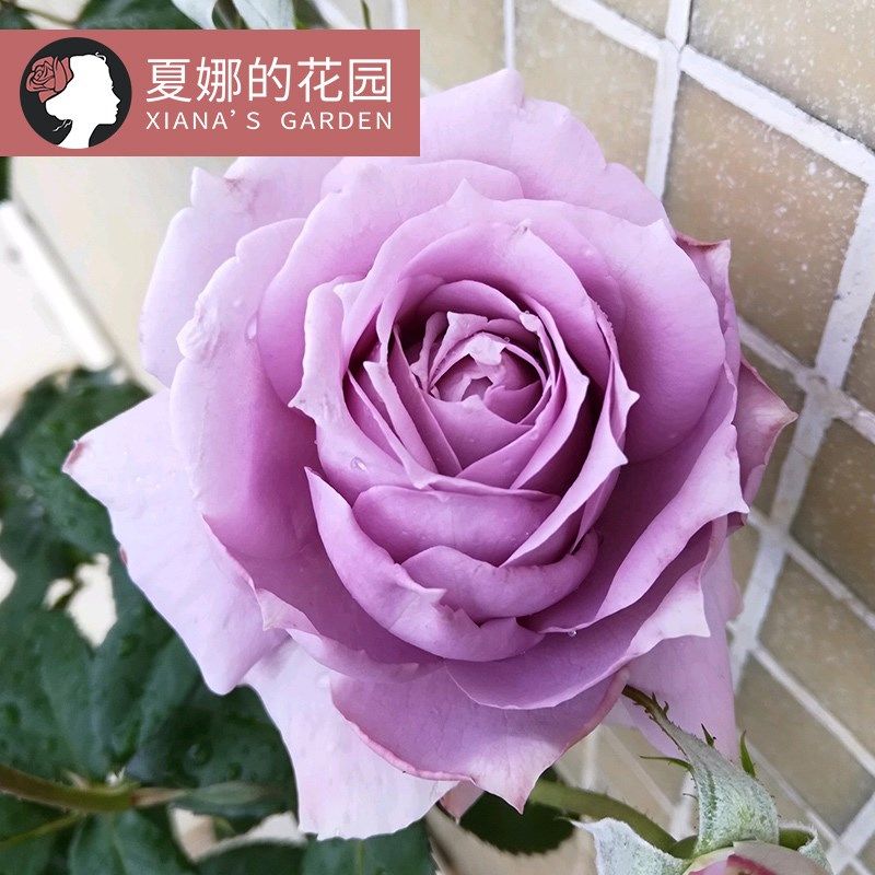 诺瓦利斯紫色灌木j月季花苗玫瑰浓香庭院植物室外四季开花带盆栽,鲜花速递/花卉仿真/绿植园艺,月季/蔷薇/玫瑰,淘宝优惠券,粉丝福利购,淘宝优惠卷