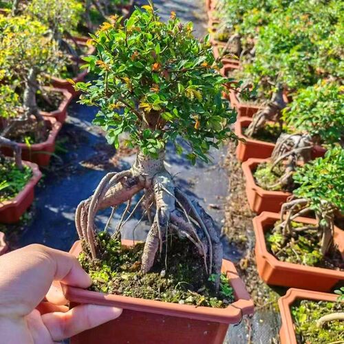 小叶榆树盆景造型老桩榔榆v中式盆栽植物室内客厅桌面四季常青绿