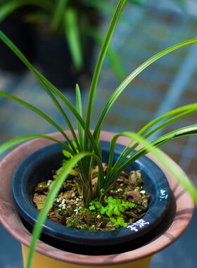 【荡字】兰花惠兰名贵盆栽花卉绿植物浓香型兰P花苗带花苞室内细