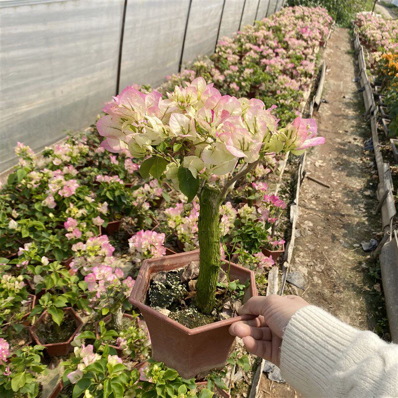 三角梅小桃红四季开花喜庆花卉红色花办j公室客厅桌面阳台观花盆