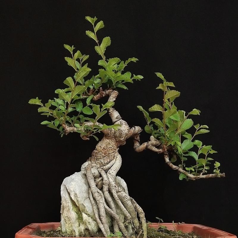 榆树盆景微型g盆栽绿植小叶榔榆熟桩老桩小叶榆 基地种植发货